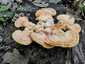 Sárga gévagomba (Laetiporus sulphureus), Vértes. Hullámos szélű, legyezőszerűen összenőtt kalapok